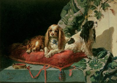 Spaniel di Re Carlo da Vincent de Vos